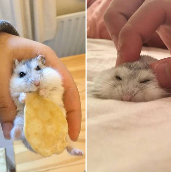 potret hamster makan pancake mungil (reddit.com/Arbuer)