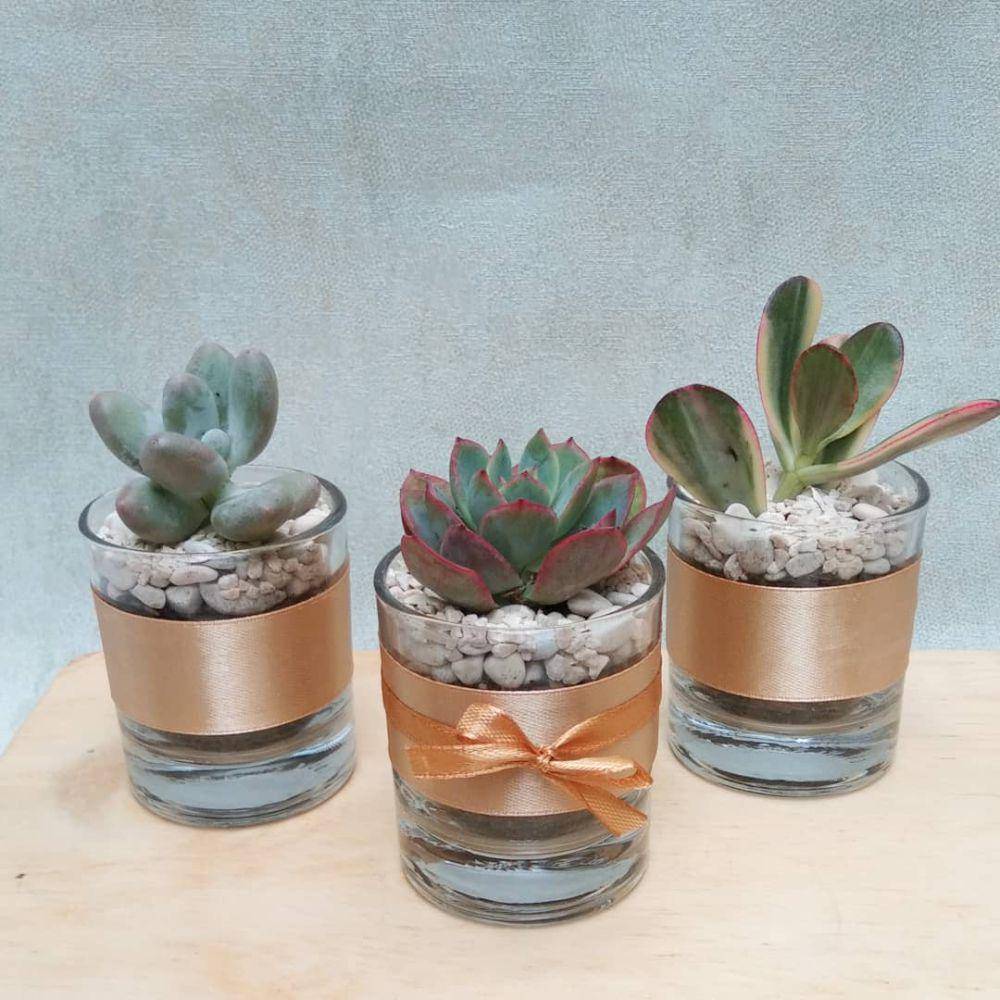 ilustrasi tanaman mini (instagram.com/ohana_plants)