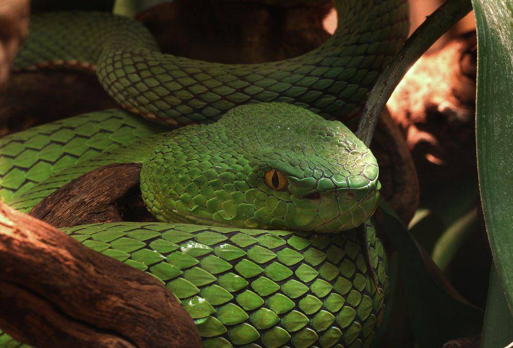 Bamboo Viper (commons.m.wikimedia.org/Holger Krisp)