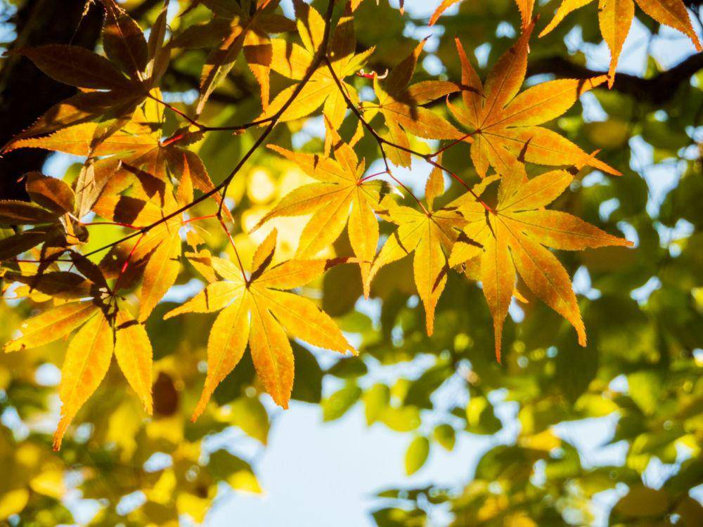 Ilustrasi daun musim gugur (unsplash.com/heppoko_yama)