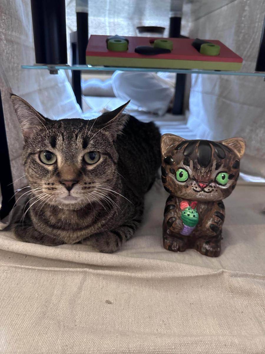 foto gemas kucing dengan patung kucing (reddit.com/user/x_iii_x)
