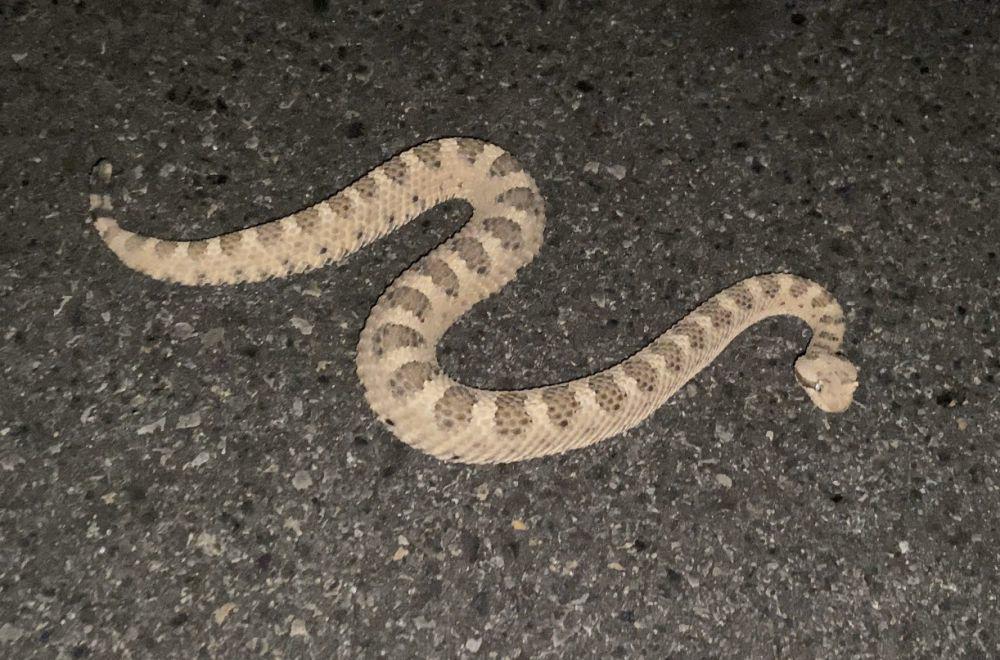 Derik sidewinder (commons.wikimedia.org/Matt Berger)