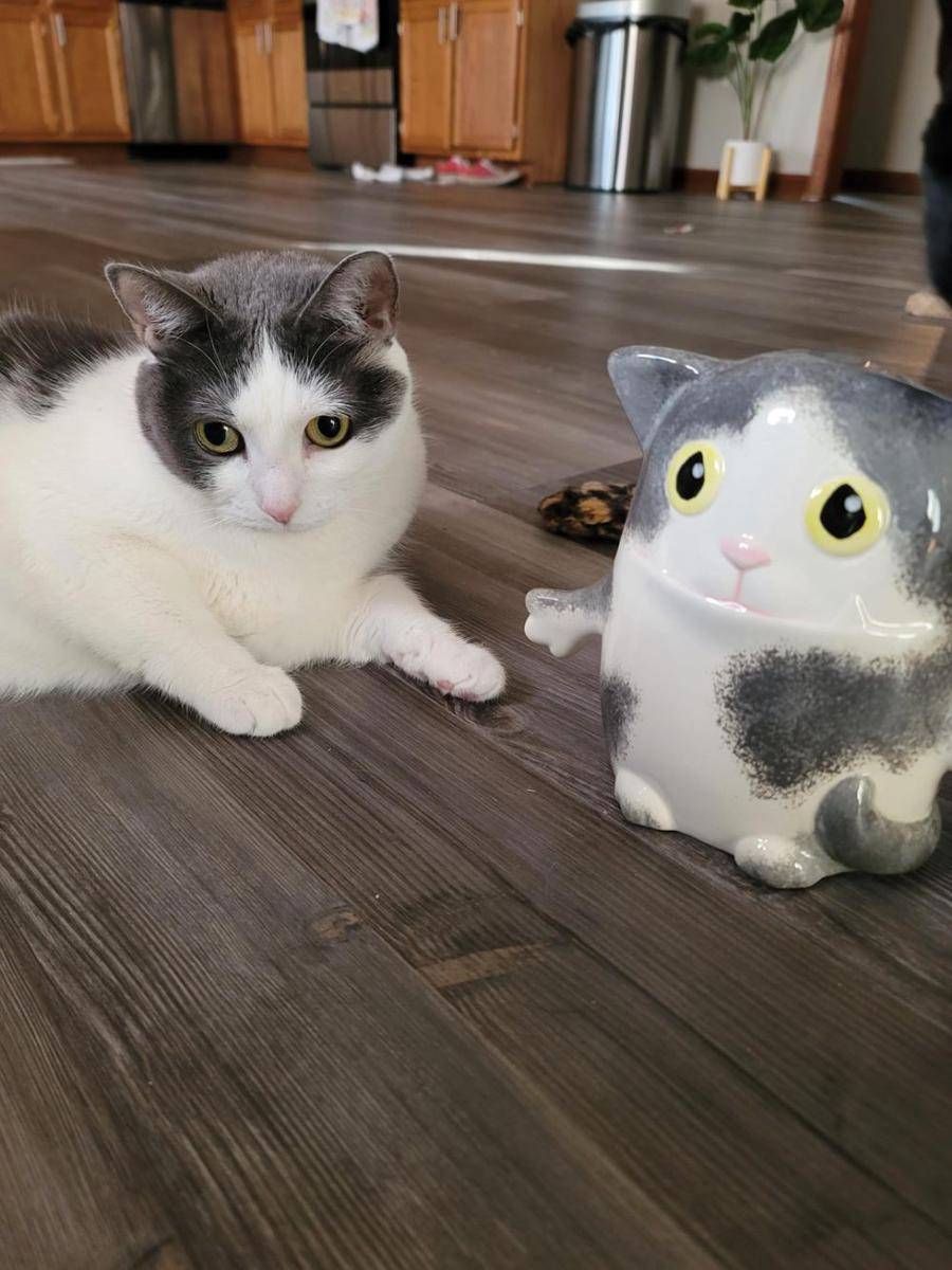 foto gemas kucing dengan patung kucing (reddit.com/user/secretninjafox)