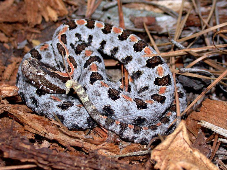 Derik pygmy (commons.wikimedia.org/Crotalus horridus)