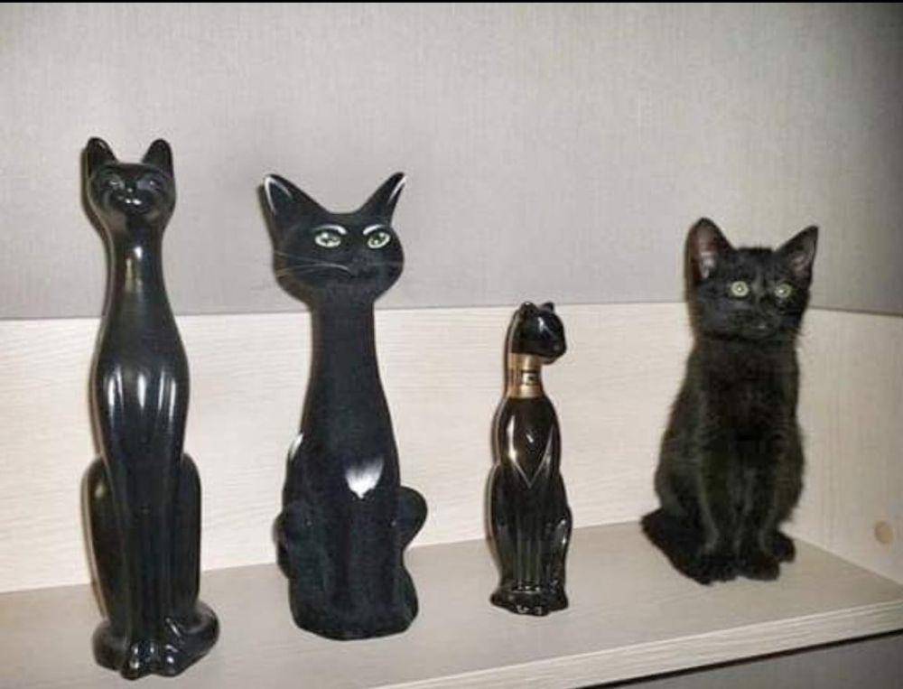 foto gemas kucing dengan patung kucing (reddit.com/user/floofyboop1)