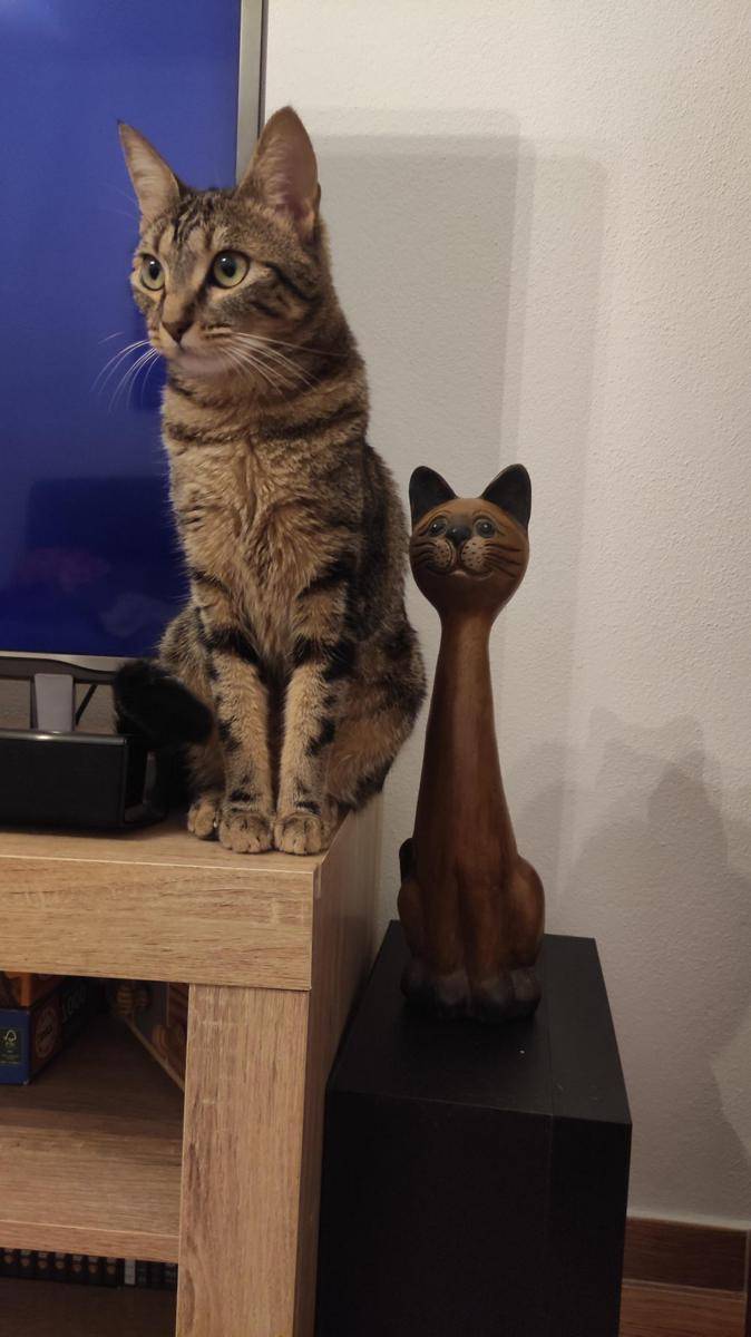 foto gemas kucing dengan patung kucing (reddit.com/user/jametinhasdito)