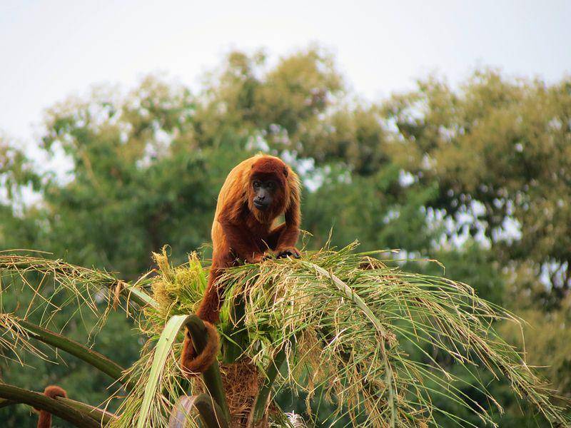 Monyet howler merah kolombia (commons.wikimedia.org/Miguelrangeljr)