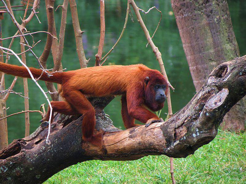 Monyet howler merah kolombia (commons.wikimedia.org/Miguelrangeljr)