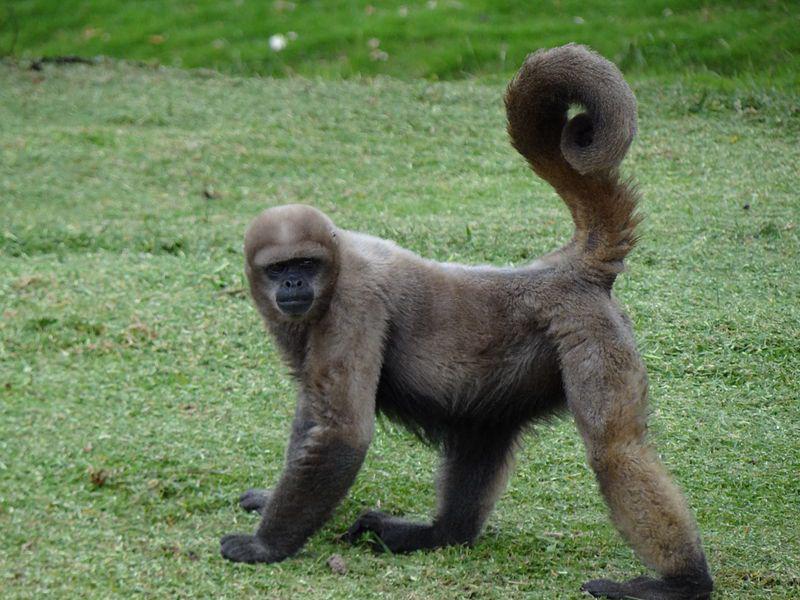Monyet wol cokelat (commons.wikimedia.org/T-34-85)