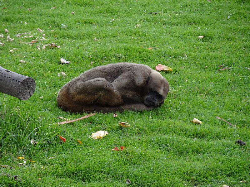 Monyet wol cokelat (commons.wikimedia.org/T-34-85)