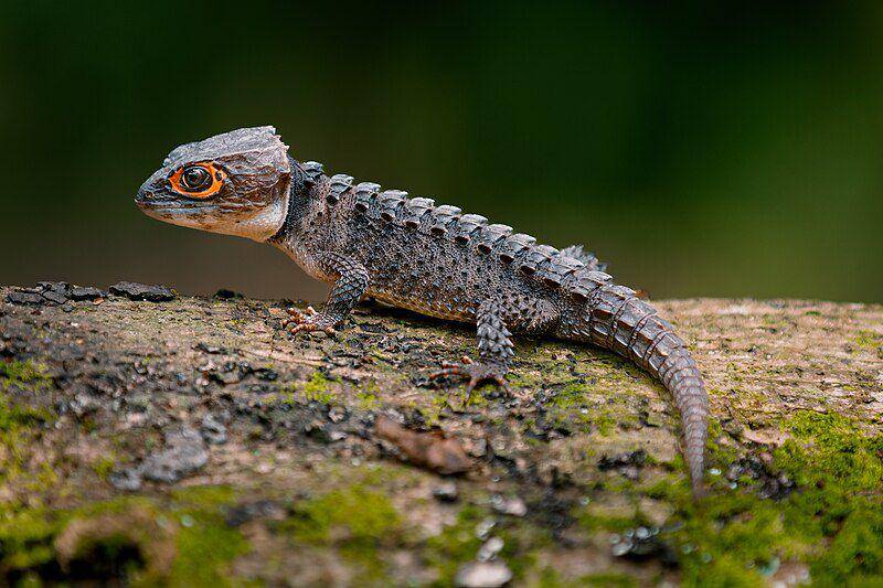 Kadal duri mata merah (commons.wikimedia.org/Rizki Supendi)