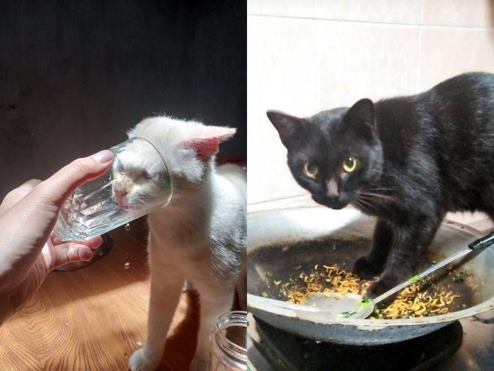 potret kelakuan kucing (x.com/sweetmelon_xoxo | x.com/petsfess)