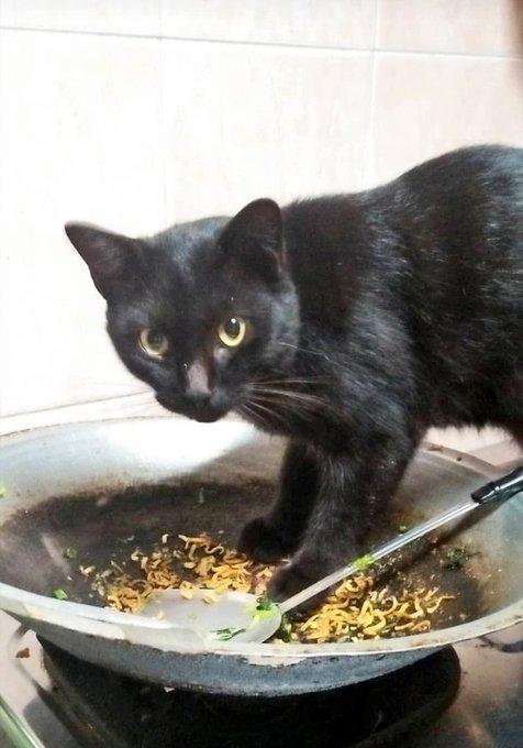 potret kelakuan kucing (x.com/petsfess)