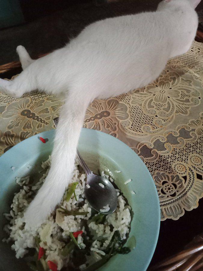 potret kelakuan kucing (x.com/liviaorisha)
