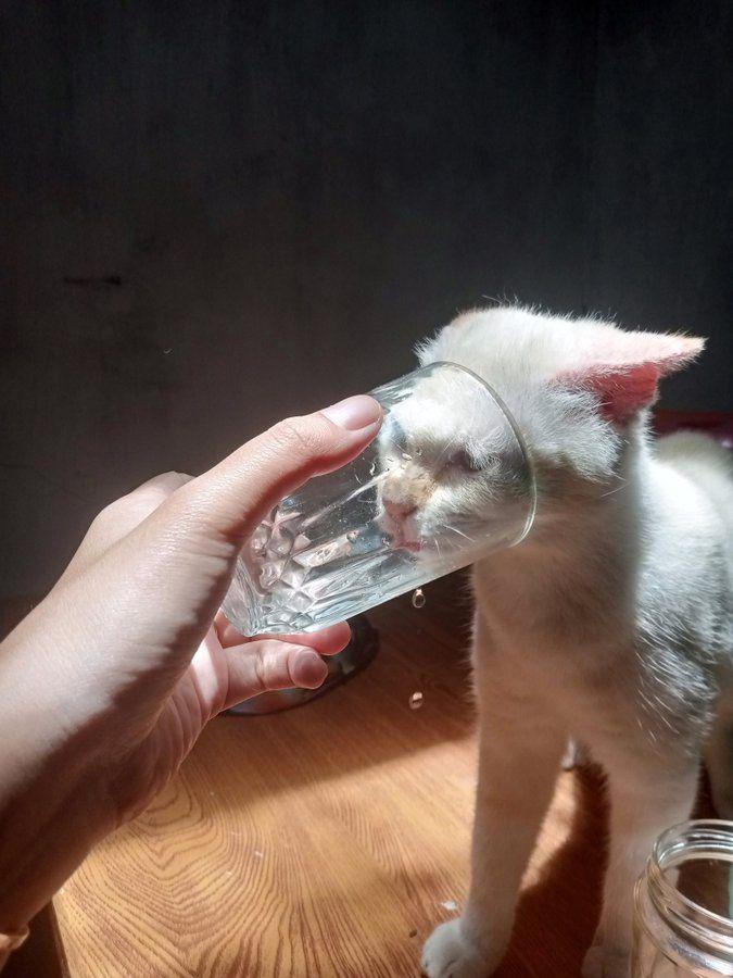 potret kelakuan kucing (x.com/sweetmelon_xoxo)