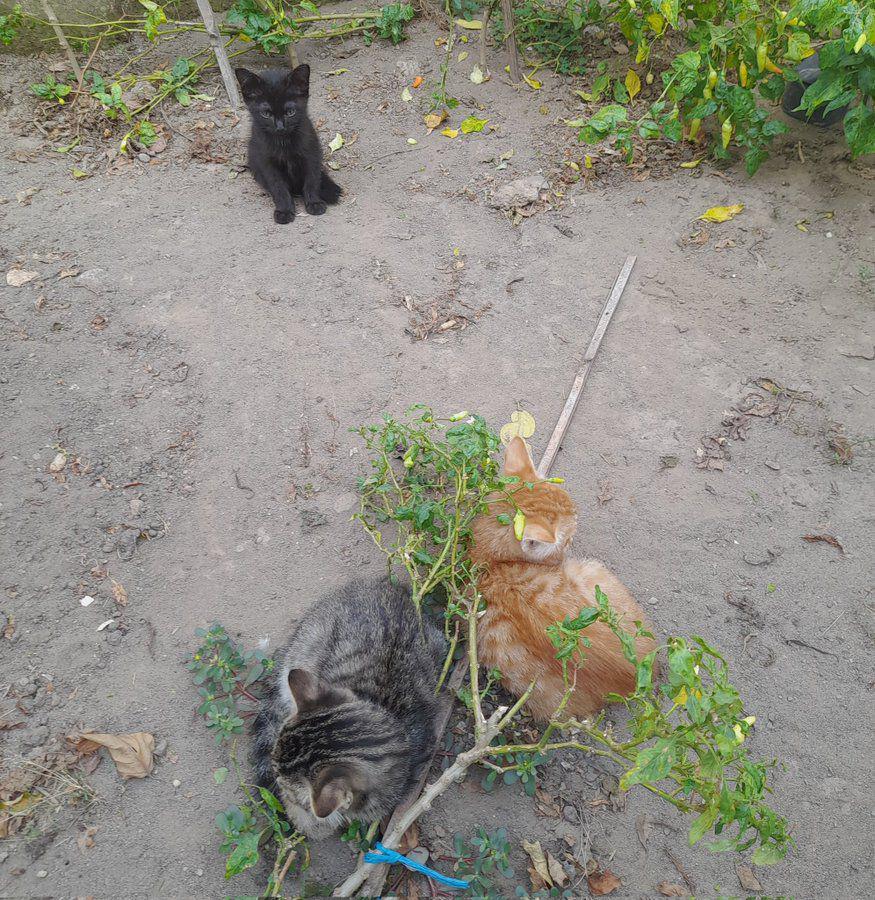 potret kelakuan kucing (x.com/neracasald0)