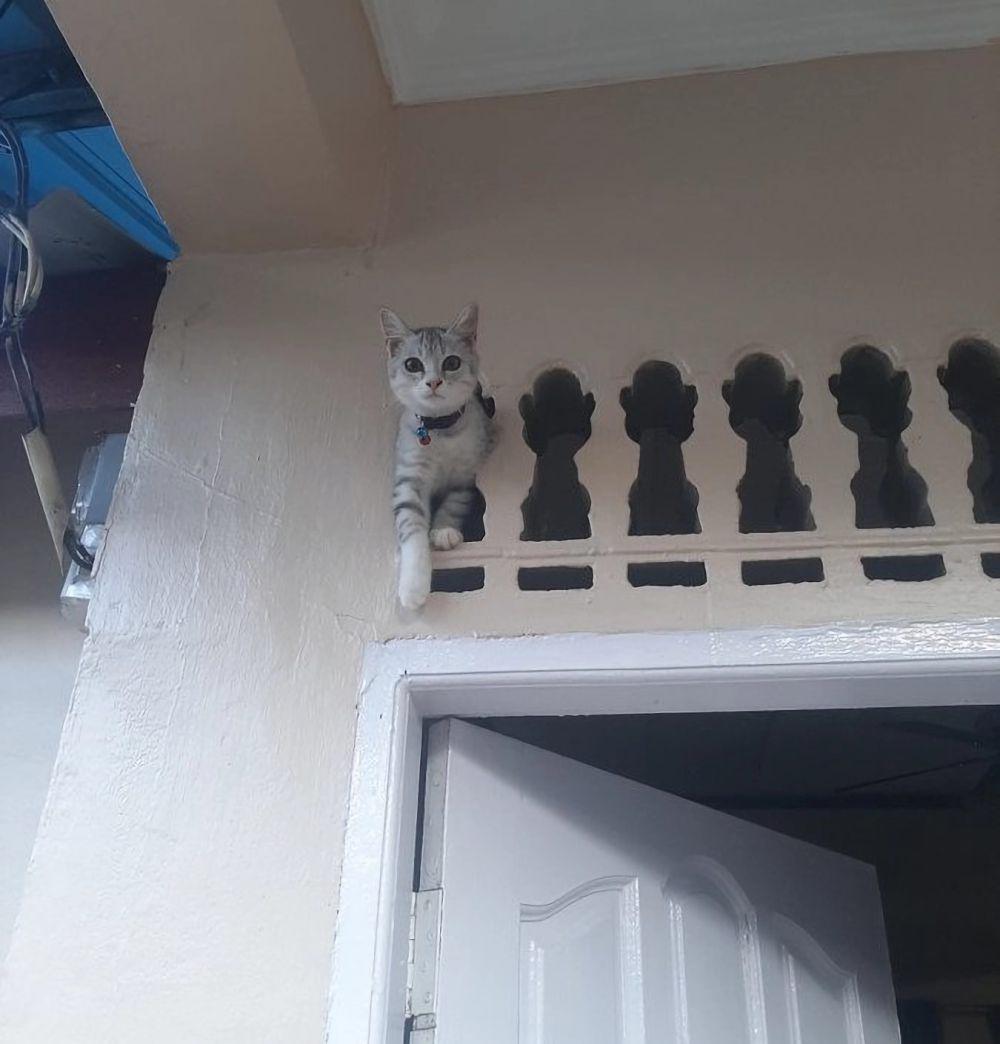 potret kelakuan kucing (x.com/roseeelin)