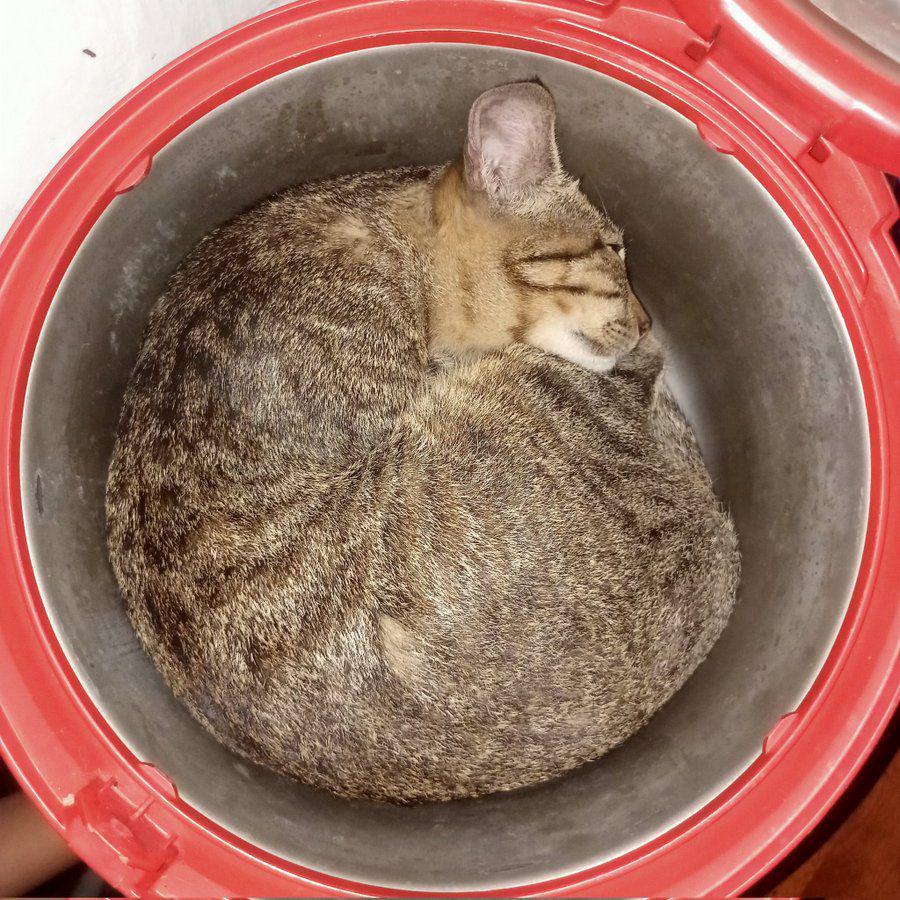 potret kelakuan kucing (x.com/coklatenakkk__)