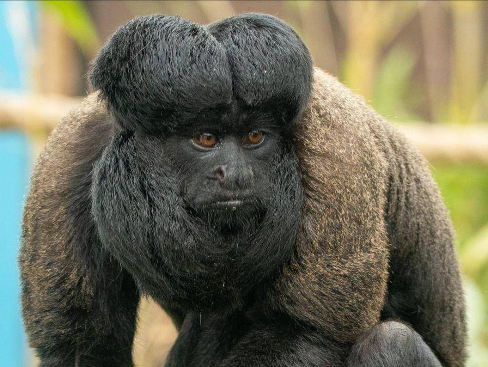 black bearded saki atau saki janggut hitam (instagram.com/jamie_reeve_photography)