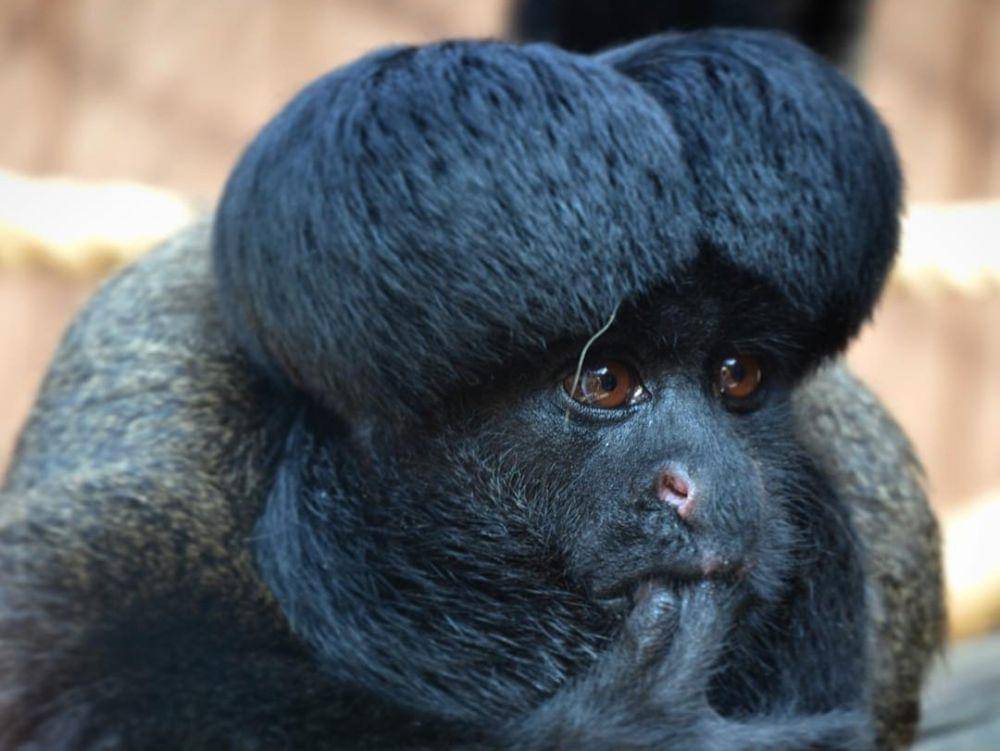 saki janggut hitam atau black bearded saki (instagram.com/alanajsmith92)