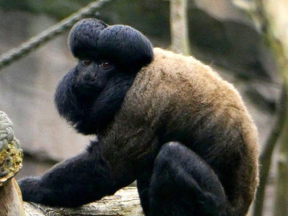 black bearded saki atau saki janggut hitam (instagram.com/conel_animal_photogpraphy)