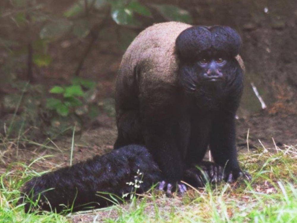 black bearded saki atau saki janggut hitam (instagram.com/by.lisa.photography)