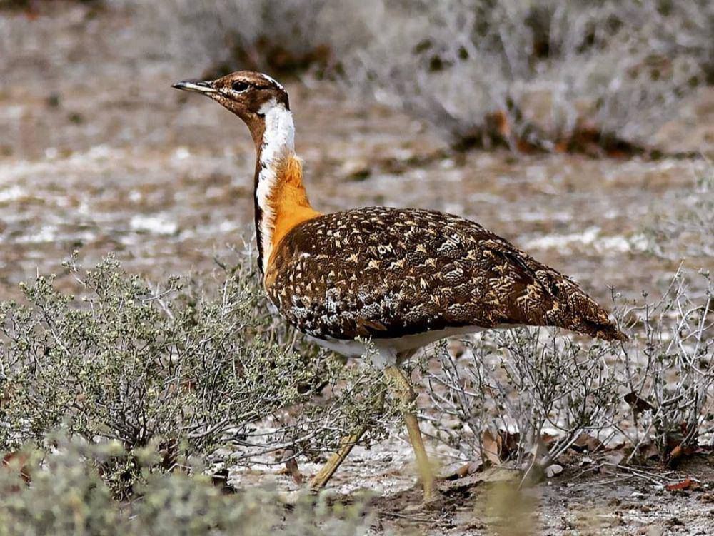 bustard ludwig (instagram.com/reinaldodemedeiros)