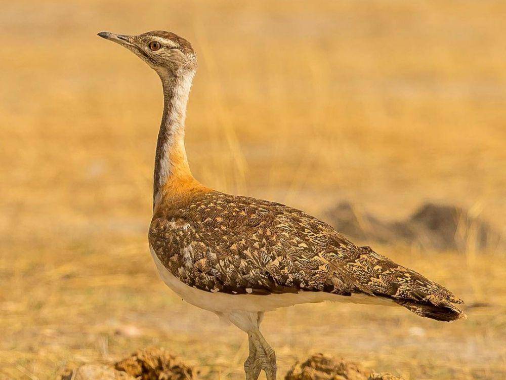 bustard ludwig (instagram.com/samarakaroo)