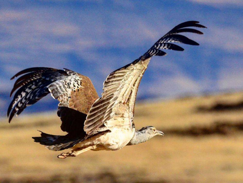 bustard ludwig (instagram.com/wolweaver)