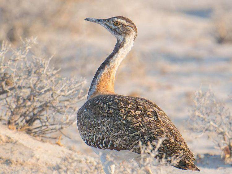 bustard ludwig (instagram.com/kruger_park_birding_tours)