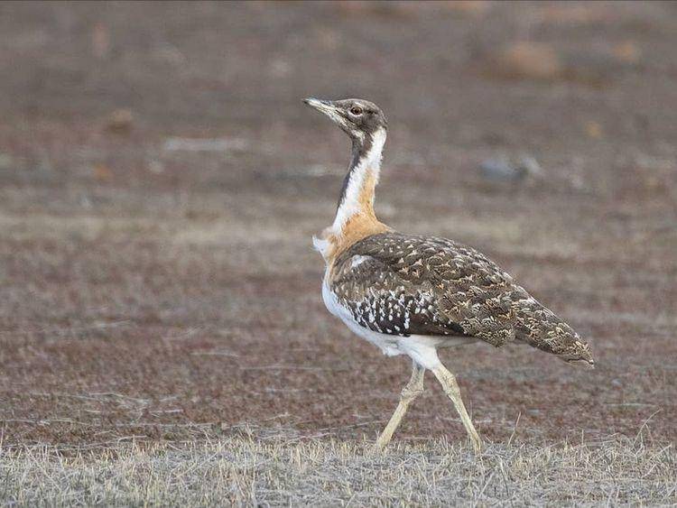bustard ludwig (instagram.com/mayurprag)