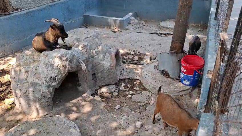 Kambing gunung salah satu koleksi satwa di Madiun Umbul Square. IDN Times/ Riyanto.