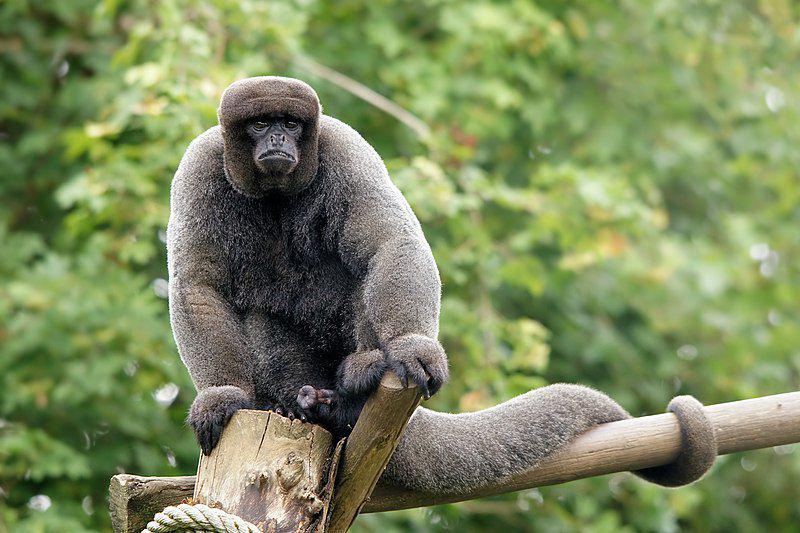 Monyet wol cokelat (commons.wikimedia.org/Hans Hillewaert)