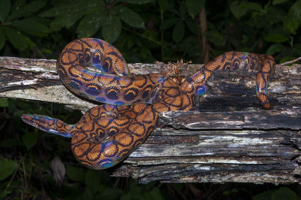 Lilitannya Luar Biasa! Berikut 6 Spesies Ular Boa yang Menghuni Brazil