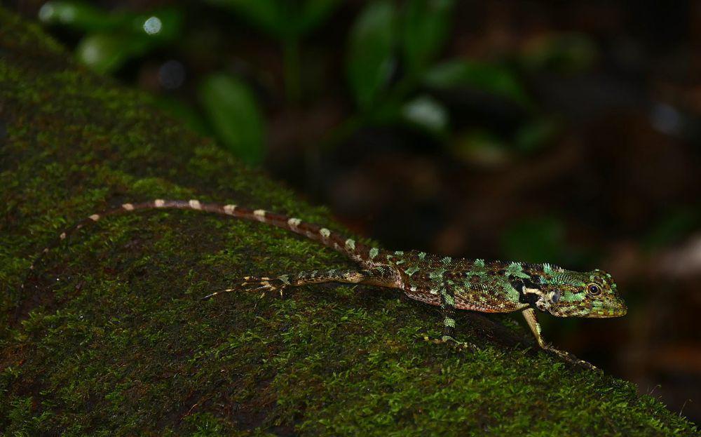 5 Fakta Menarik Plica Plica, Ahli dalam Berkamuflase di Hutan Tropis