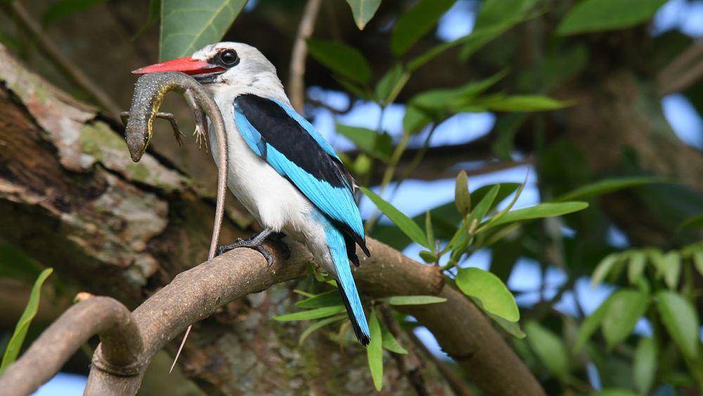 Woodland kingfisher berburu mangsa (commons.wikimedia.org/Byekwaso Blasio)
