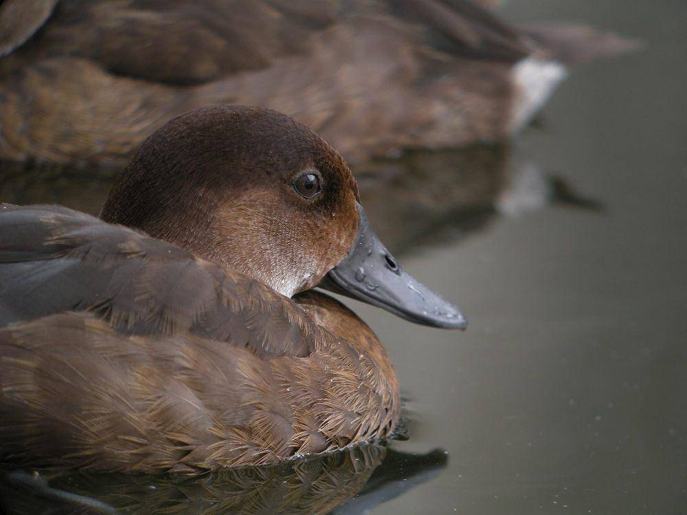 Madagascar pochard (commons.m.wikimedia.org/Frank Vassen)