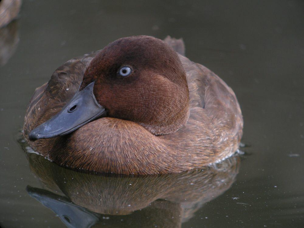 5 Fakta Madagascar Pochard, Salah Satu Spesies Bebek Paling Langka!