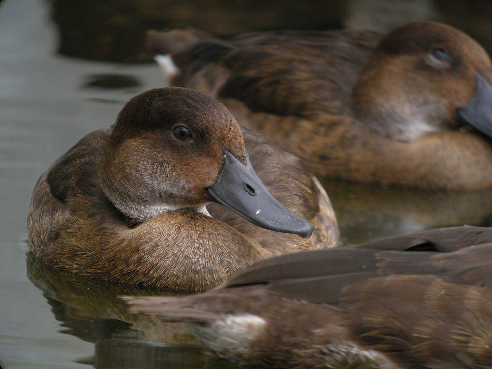 Madagascar pochard (commons.m.wikimedia.org/Frank Vassen)