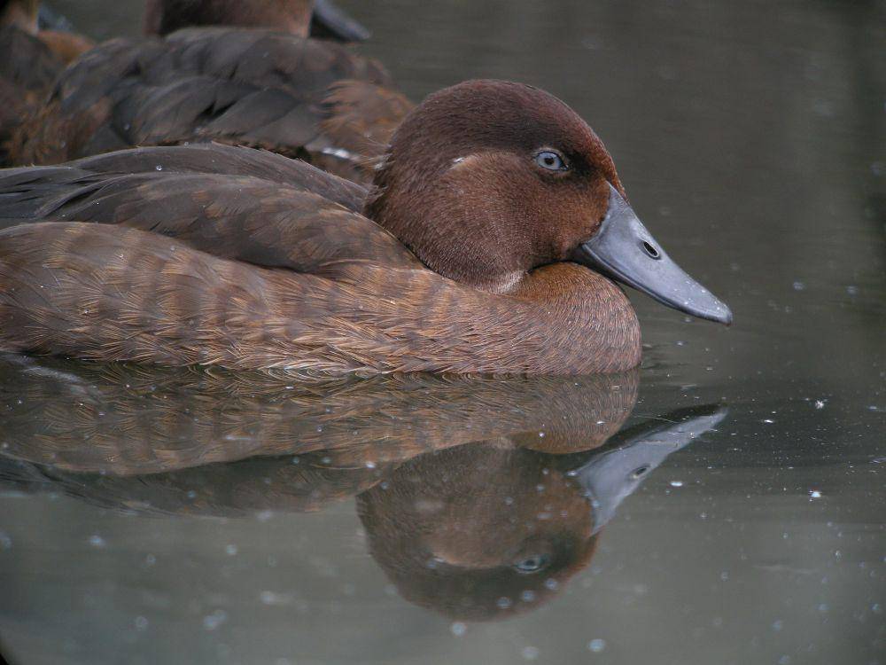 Madagascar pochard (commons.m.wikimedia.org/Frank Vassen)