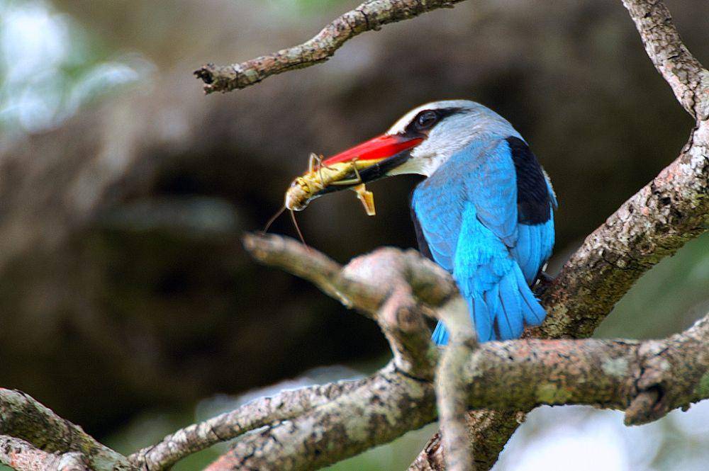 Woodland kingfisher pengendali belalang (flickr.com/Arno Meintjes)