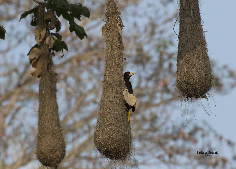 6 Fakta Burung Crested Oropendola, si Pemilik Sarang yang Unik!