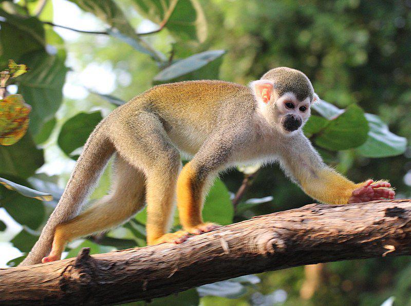 6 Fakta Monyet Tupai, Monyet Kecil yang Hidup dalam Kelompok Besar