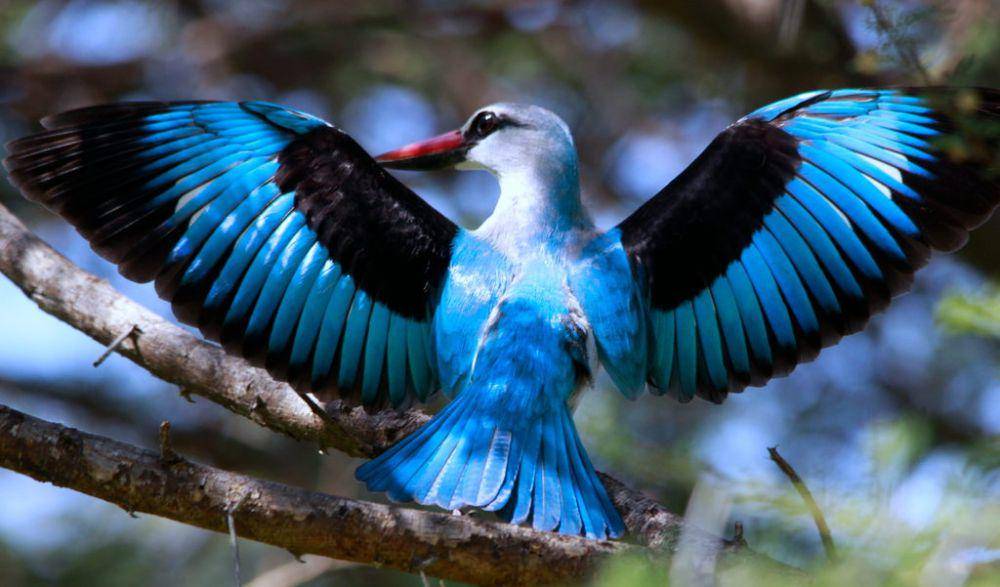 Woodland kingfisher memiliki bulu indah (flickr.com/Derek Keats)