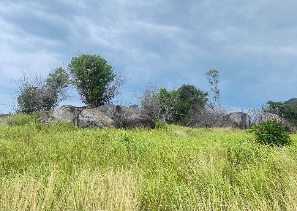 Hamparan ilalang di Pantai Tanjung Berikat, Desa Beriga, Lubuk Besar, Bangka Belitung (Dok pribadi/Cici Nasya Nita)