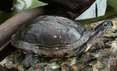 Kura-kura ambon (commons.wikimedia.org/NasserHalaweh)
