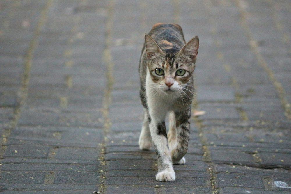 Menabrak Kucing Bikin Sial Cuma Mitos? Ini Sejarahnya