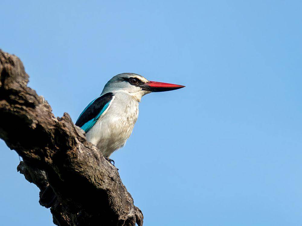 Woodland kingfisher dari afrika (flickr.com/David Cook)