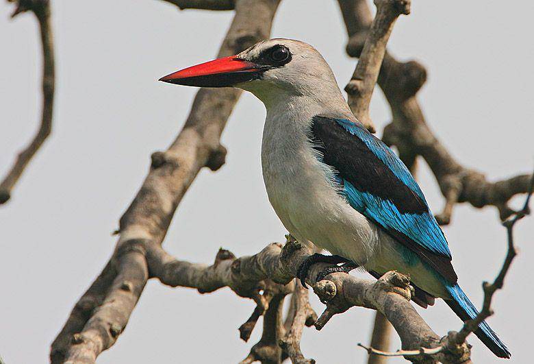 Potret woodland kingfisher (commons.wikimedia.org/Steve Garvie)
