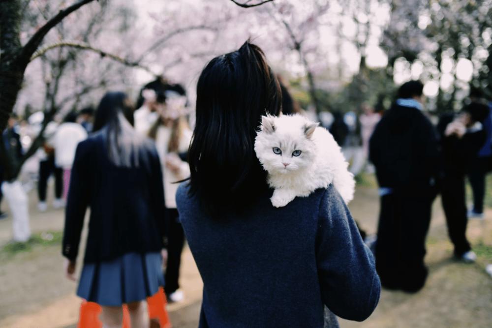 5 Perbedaan Sifat Kucing Jantan dan Betina, Calon Pemilik Wajib Tahu!